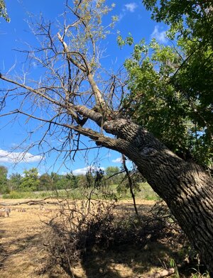 IMG_1541.jpeg