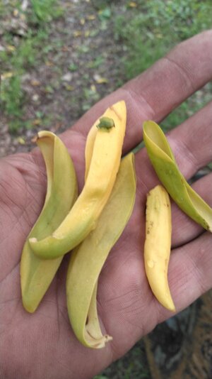 cucumber tree.jpg