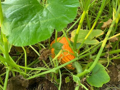 IMG_9075.jpeg