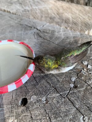 IMG_5096.jpeg