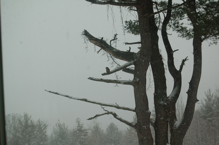 2 barred owl 12:29:09.png