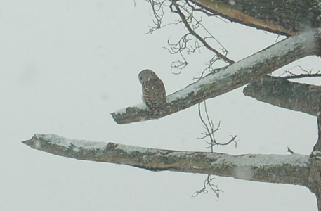 Barred owl NYE 09.png