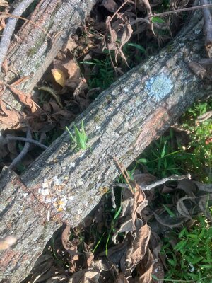 IMG_4214.jpeg
