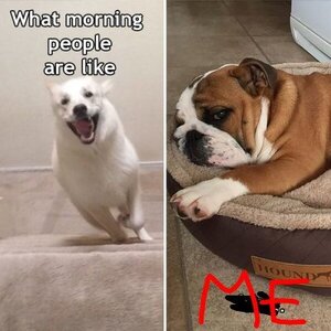 morningvsnight8~2.jpg