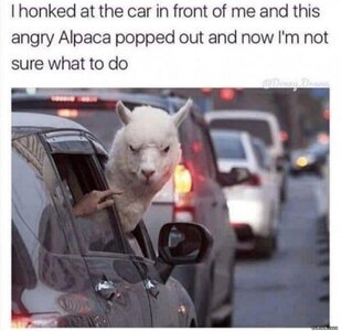 What_Do_I_Do7990.jpg