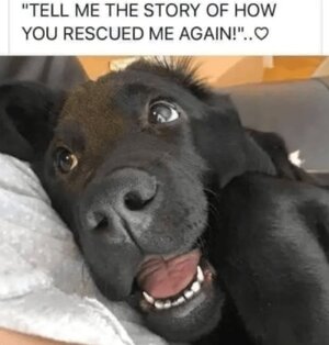 tell-story-rescued-again.jpg