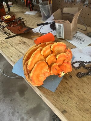 IMG_3321.jpeg