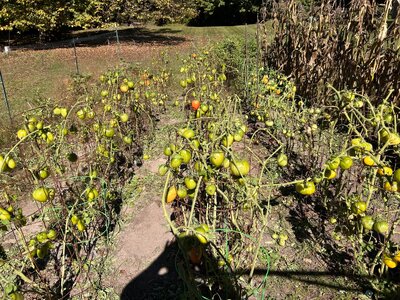 IMG_0603.jpeg