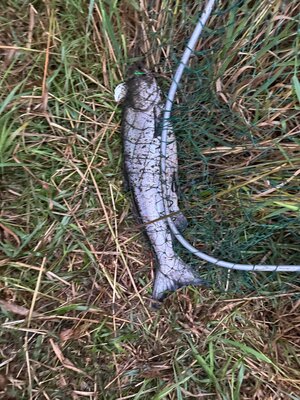 IMG_3138.jpeg