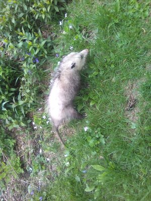 2 possum 5:25 2.jpg