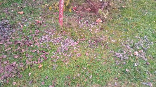 IMG_20251010_181958.jpg