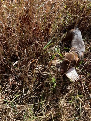 IMG_2030.jpeg