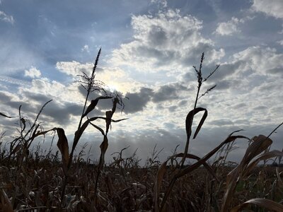 IMG_4781.jpeg