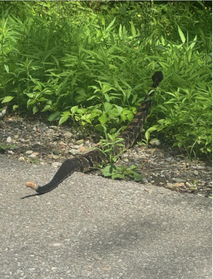 2 bills rattler.png