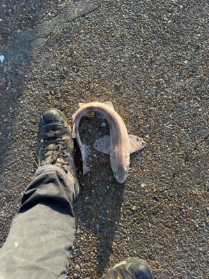 IMG_9454.jpeg