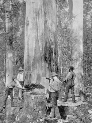 Australian_Photographer_-_Felling_a_Blue-Gum_Tree_in_Huon_Forest_Tasmania_c1900_from_Under_the...jpg