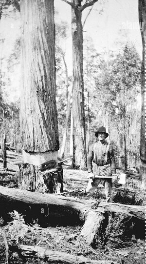 negative-ensay-district-victoria-circa-1920-a-axeman-beside-a-tree-which-he-has-already-ring-b...jpg