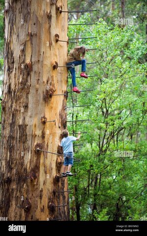 gloucester-tree-in-the-gloucester-national-park-pemberton-western-BNYMN3.jpg