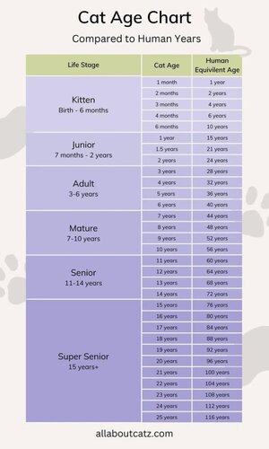 cat-age-chart-in-human-years-v0-b1og0ax944fa1.jpg