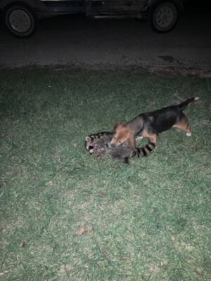 IMG_1785.jpeg IMG_1785.jpeg