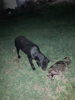 IMG_1787.jpeg IMG_1787.jpeg