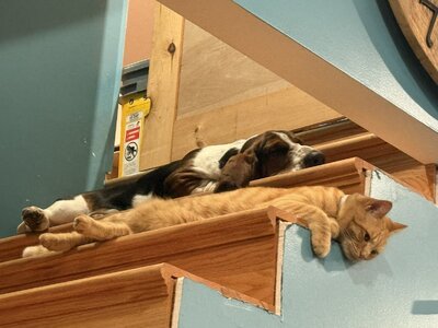 IMG_1035.jpeg IMG_1035.jpeg