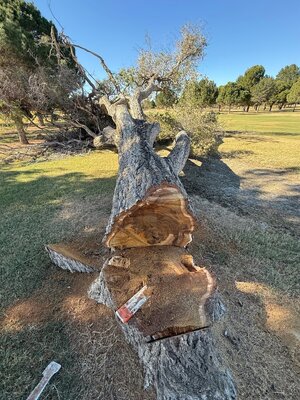 IMG_6306.jpeg IMG_6306.jpeg