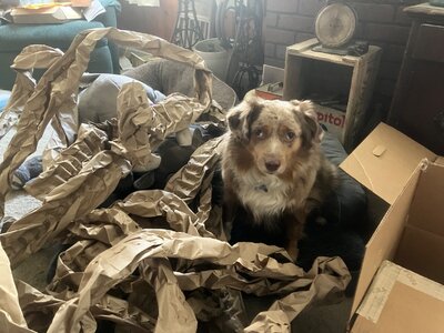 IMG_5206.jpeg IMG_5206.jpeg