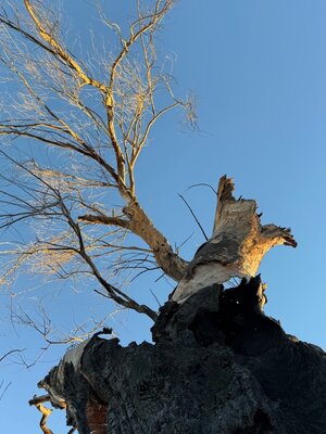 IMG_6535.jpeg IMG_6535.jpeg