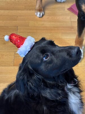 IMG-20251224-WA0001.jpg IMG-20251224-WA0001.jpg