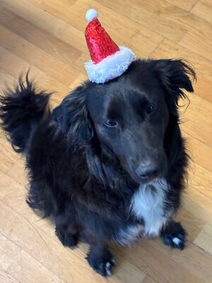 IMG-20251224-WA0003.jpg IMG-20251224-WA0003.jpg