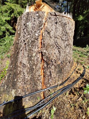 split.stump1.jpg split.stump1.jpg