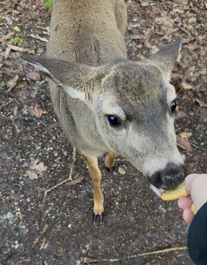 IMG_2205.jpeg IMG_2205.jpeg