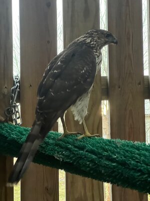 Rescued Coopers Hawk.jpg