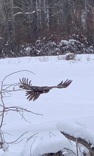 FullSizeRender001 (1).jpeg