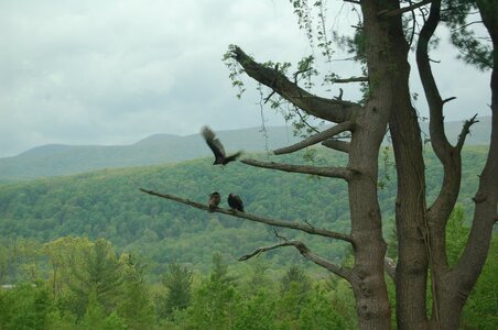 Buzzards in the big pine.jpg