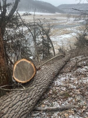 IMG_2686.jpeg IMG_2686.jpeg