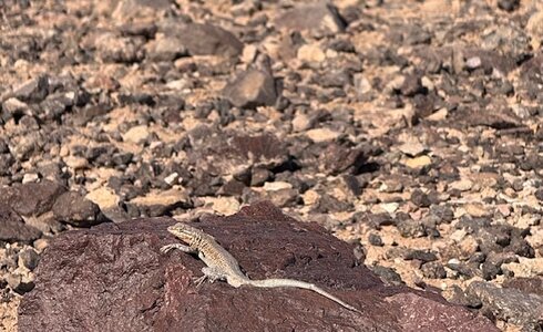 IMG_7384.jpeg IMG_7384.jpeg