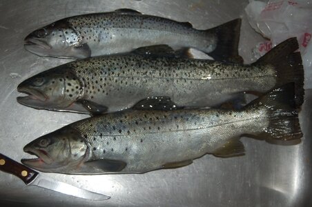 3 fat trout.jpg