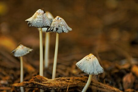 Mushroom Dream (1).jpeg