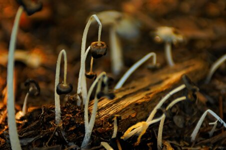 Mushroom Dream (11).jpeg