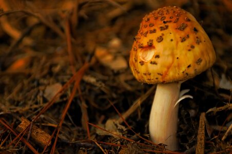 Mushroom Dream (8).jpeg