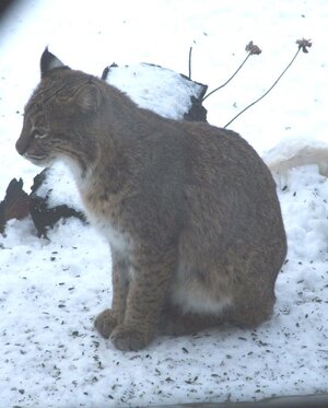 bird feeder bobby.jpg