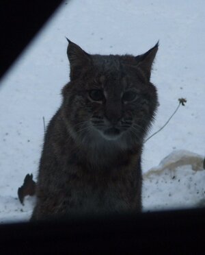 bobcat2.jpg