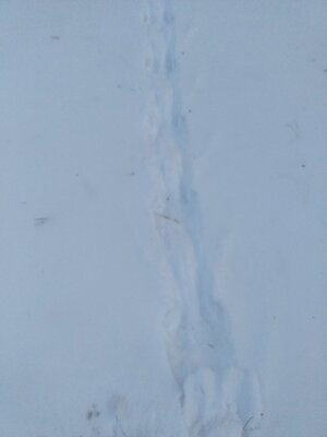 tracks 2:15:26 2.jpg