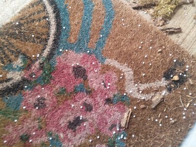 IMG_20260315_145202.jpg IMG_20260315_145202.jpg