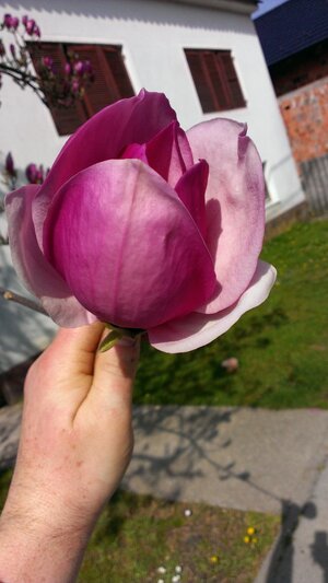 IMAG2303.jpg IMAG2303.jpg