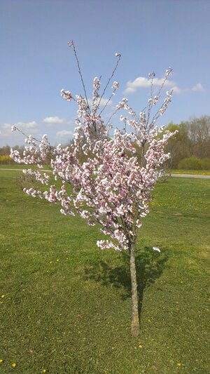 IMAG2302.jpg IMAG2302.jpg