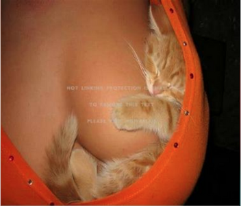 1 kitty boobs.png