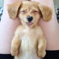 adorable-animals-cute-cute-puppies-Favim.com-2430568.jpg